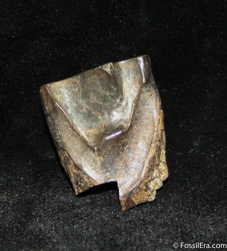 Shed Triceratops Tooth - Inches Long #1135